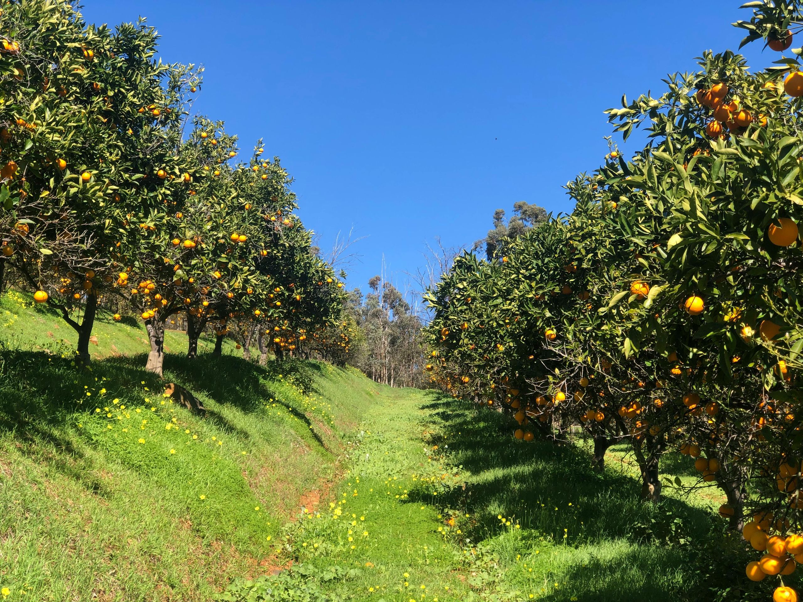 Citrus Farm